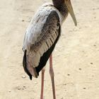 Junger Buntstorch