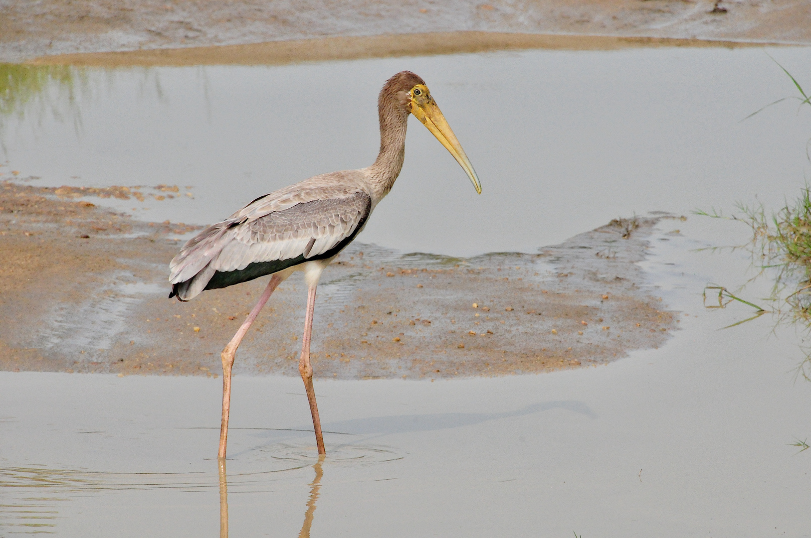 Junger Buntstorch