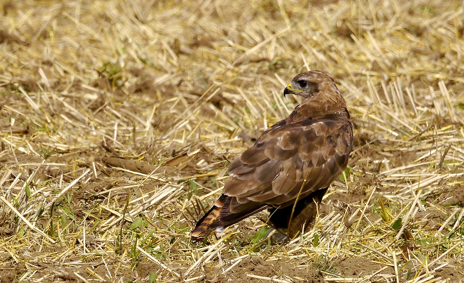 junger (?) Bussard