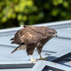 Junger Bussard auf des Nachbars Dach