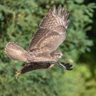 Junger Bussard bei seinen Flugübungen