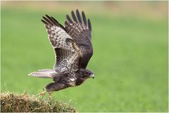 Junger Bussard (buteo)