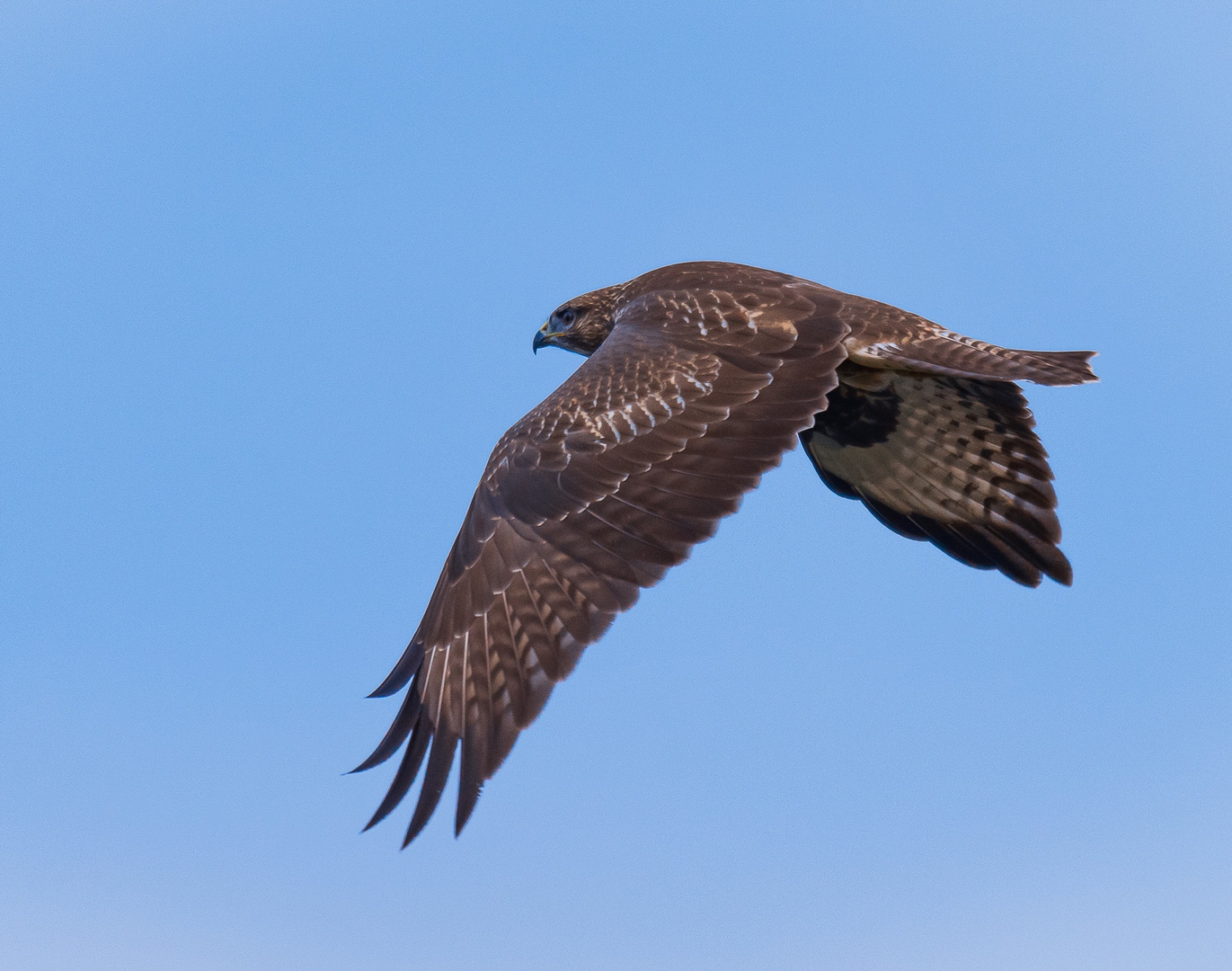 Junger Bussard (buteo buteo)