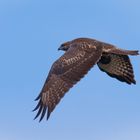 Junger Bussard (buteo buteo)