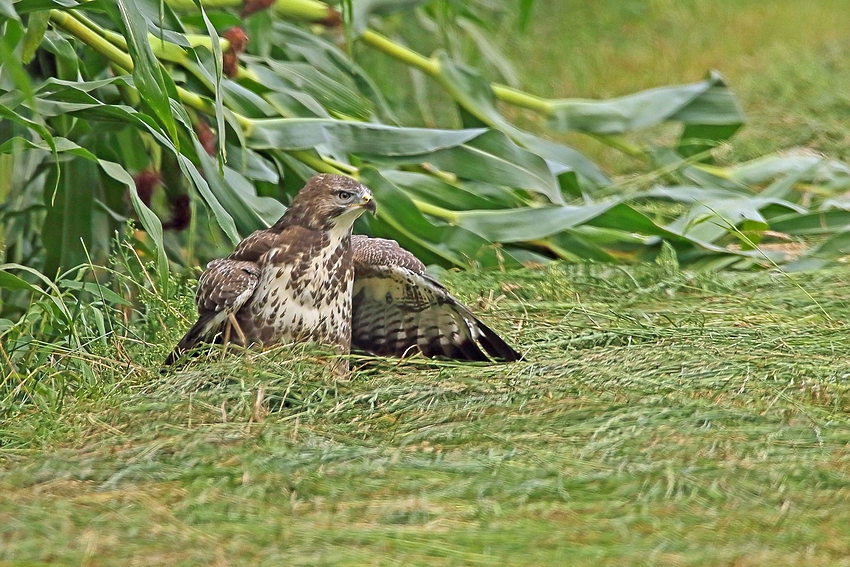 Junger Bussard im gemähten Gras