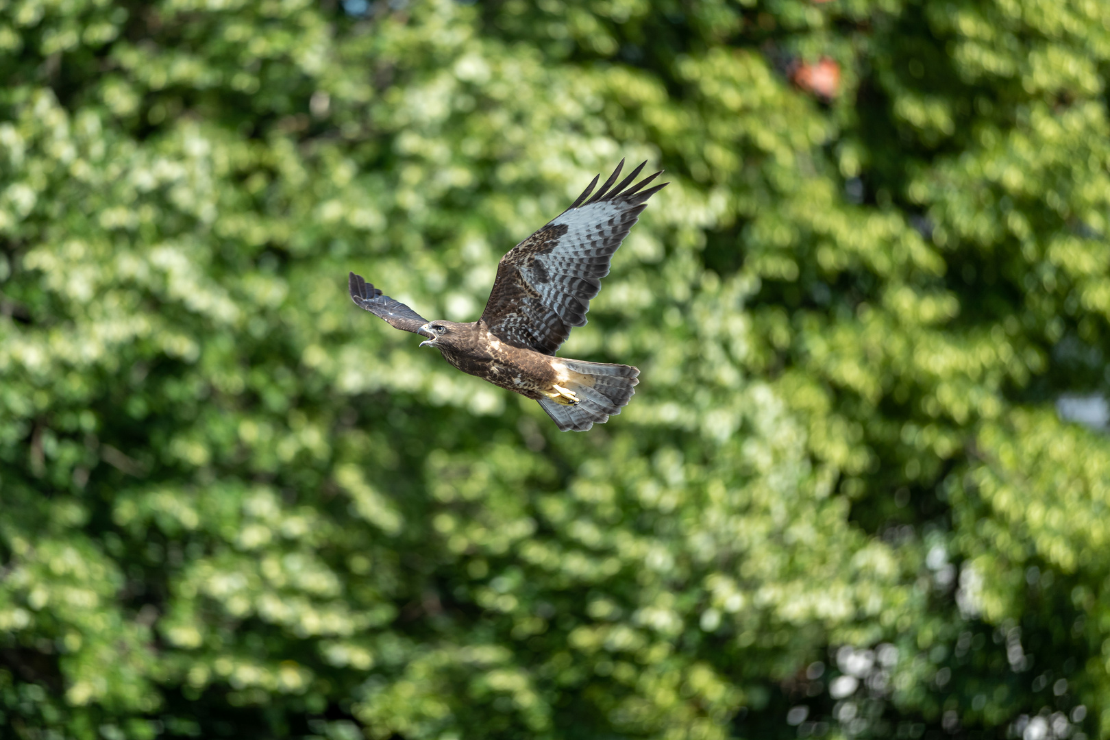 Junger Bussard im Vorbeiflug