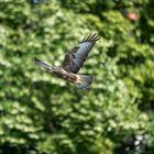 Junger Bussard im Vorbeiflug