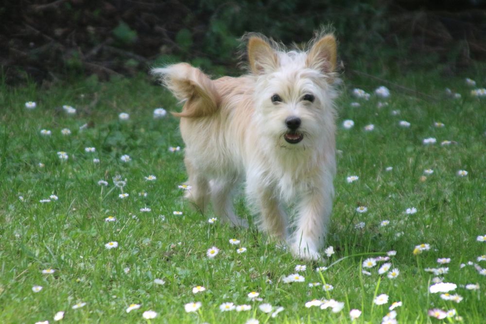 Junger Cairn Terrier