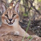 junger Caracal auf der Harnas Farm Namibia