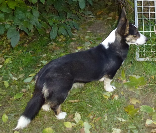 junger Cardigan Corgi "LAKKA"