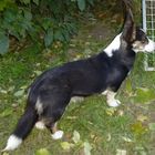 junger Cardigan Corgi "LAKKA"