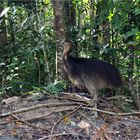 Junger Cassowary