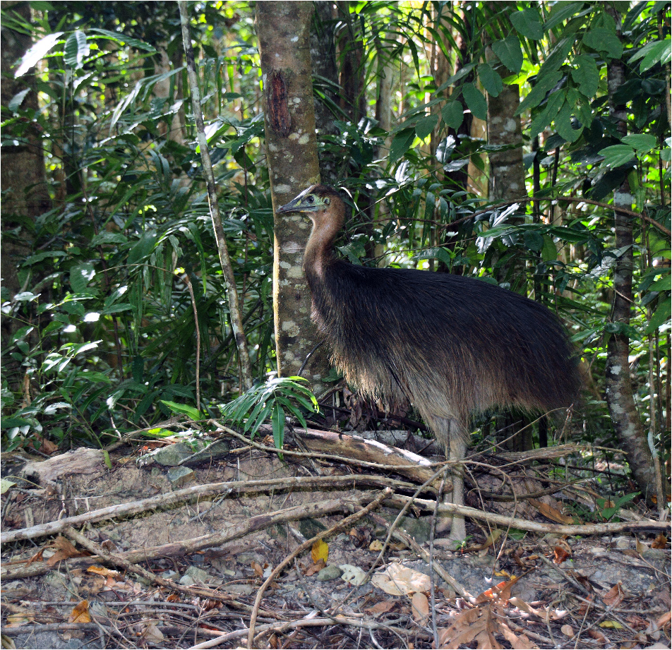 Junger Cassowary