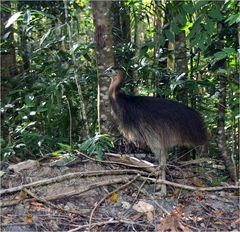 Junger Cassowary