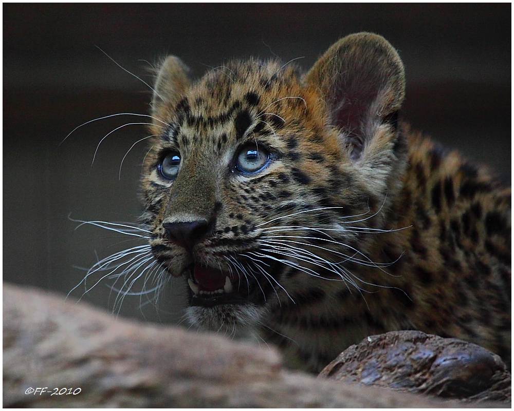 ... junger China-Leopard im Karlsruher Zoo ...