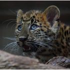 ... junger China-Leopard im Karlsruher Zoo ...
