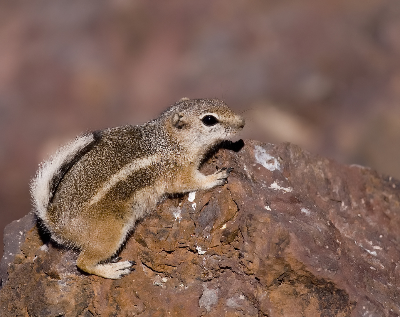 Junger Chipmunk