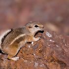 Junger Chipmunk