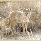 junger Coyote