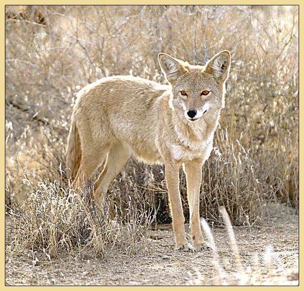 junger Coyote