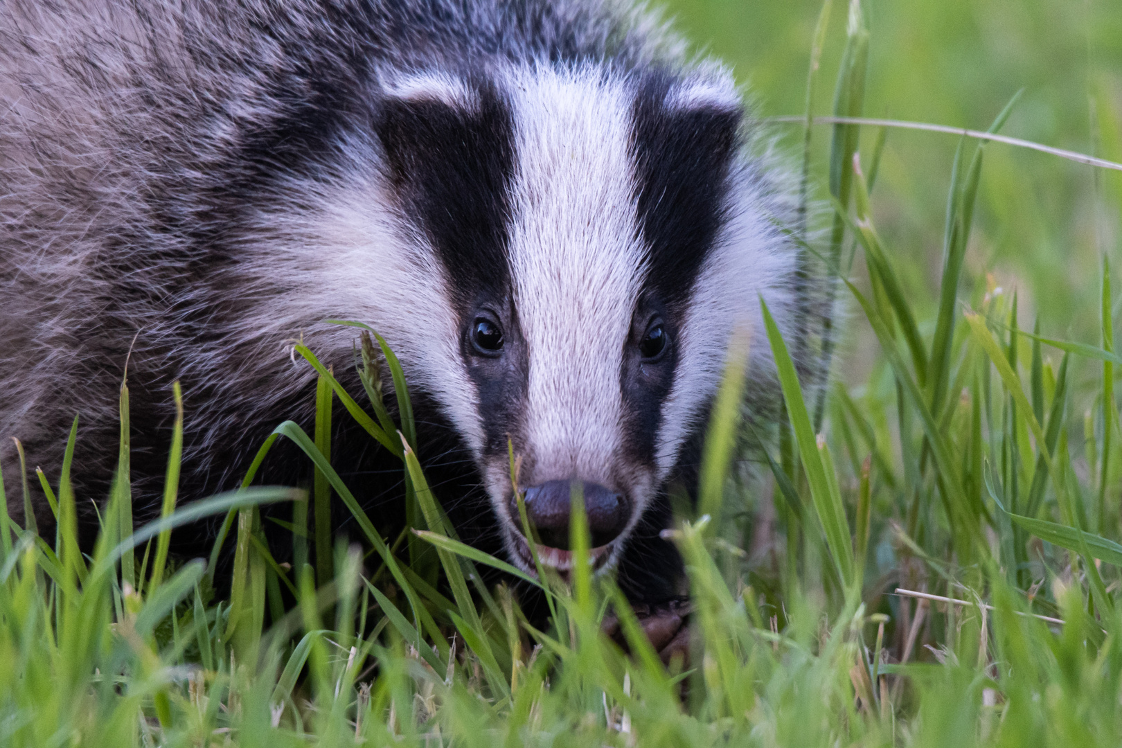 Junger Dachs Foto & Bild | tiere, wildlife, säugetiere Bilder auf