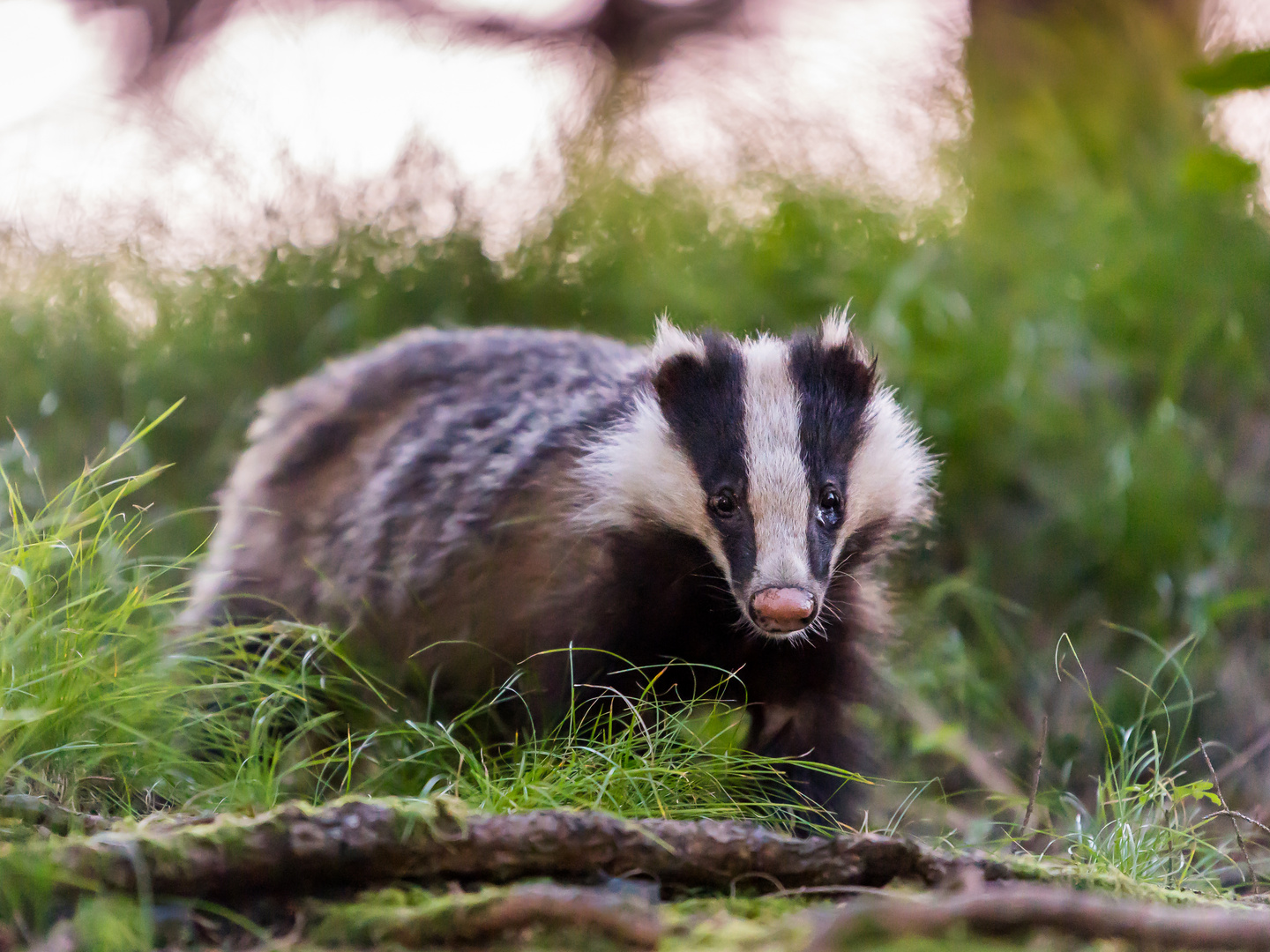 Junger Dachs Foto & Bild | natur, tiere, wildlife Bilder auf fotocommunity