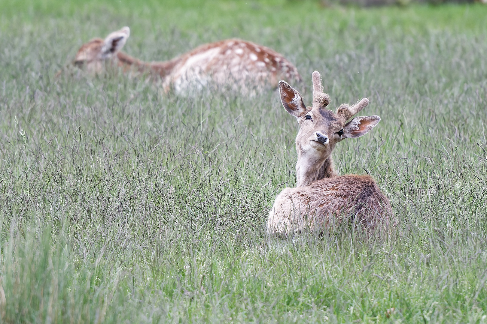 Junger Damhirsch