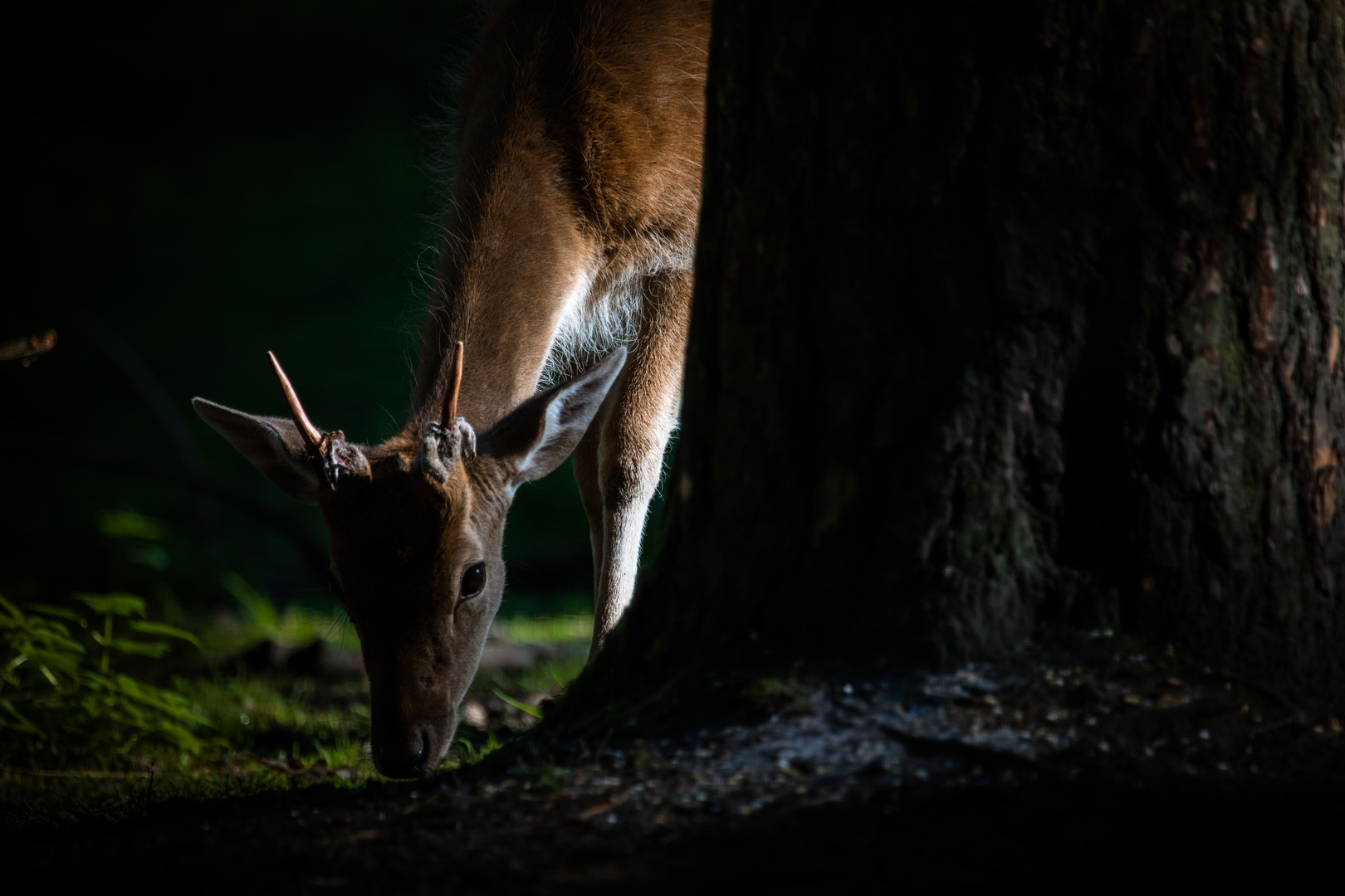 Junger Damhirsch