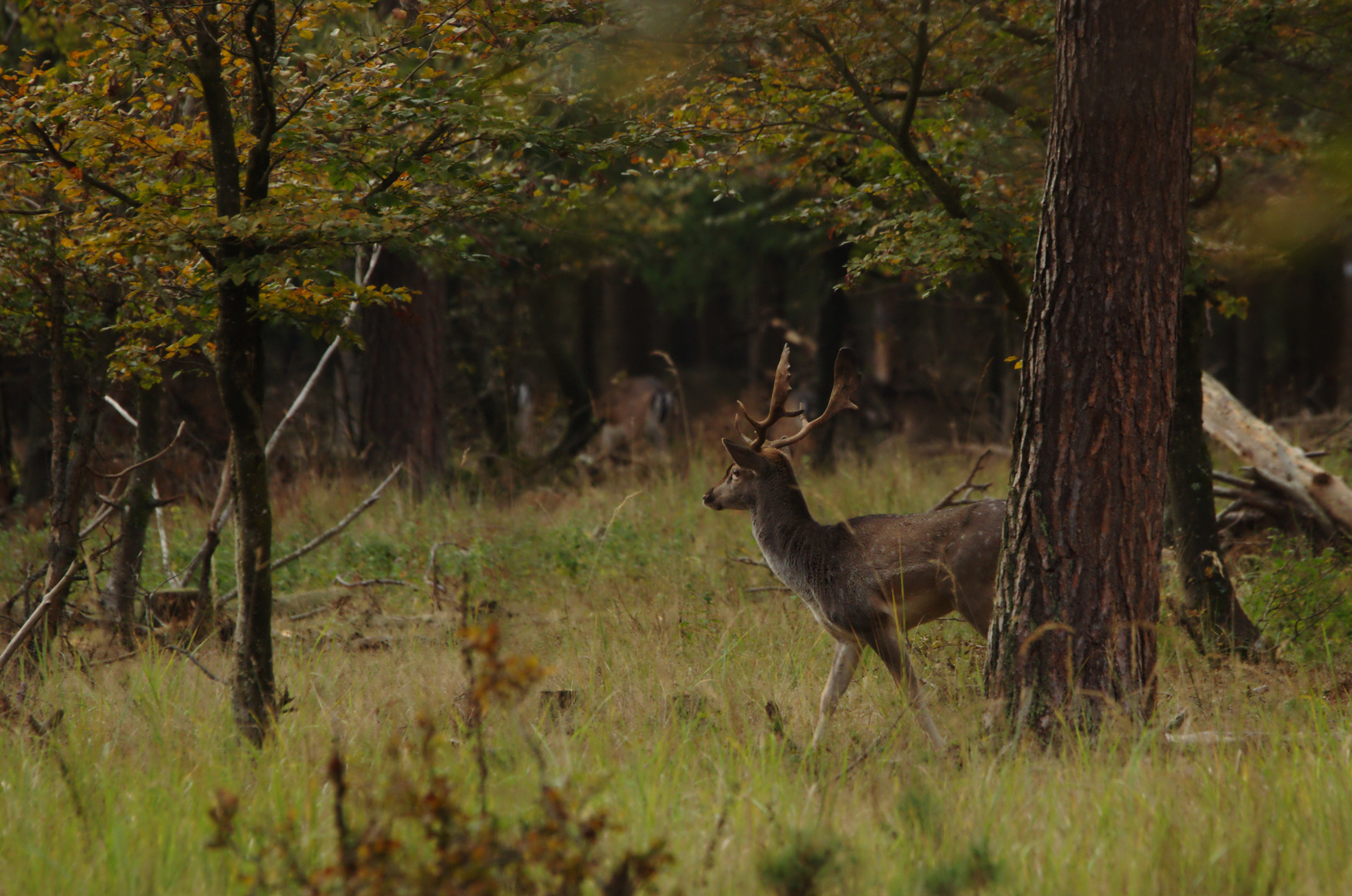 Junger Damhirsch