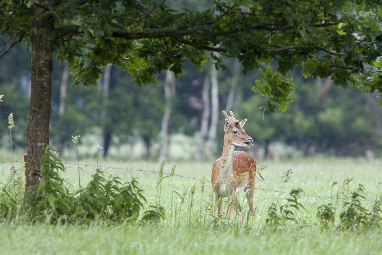 junger Damhirsch