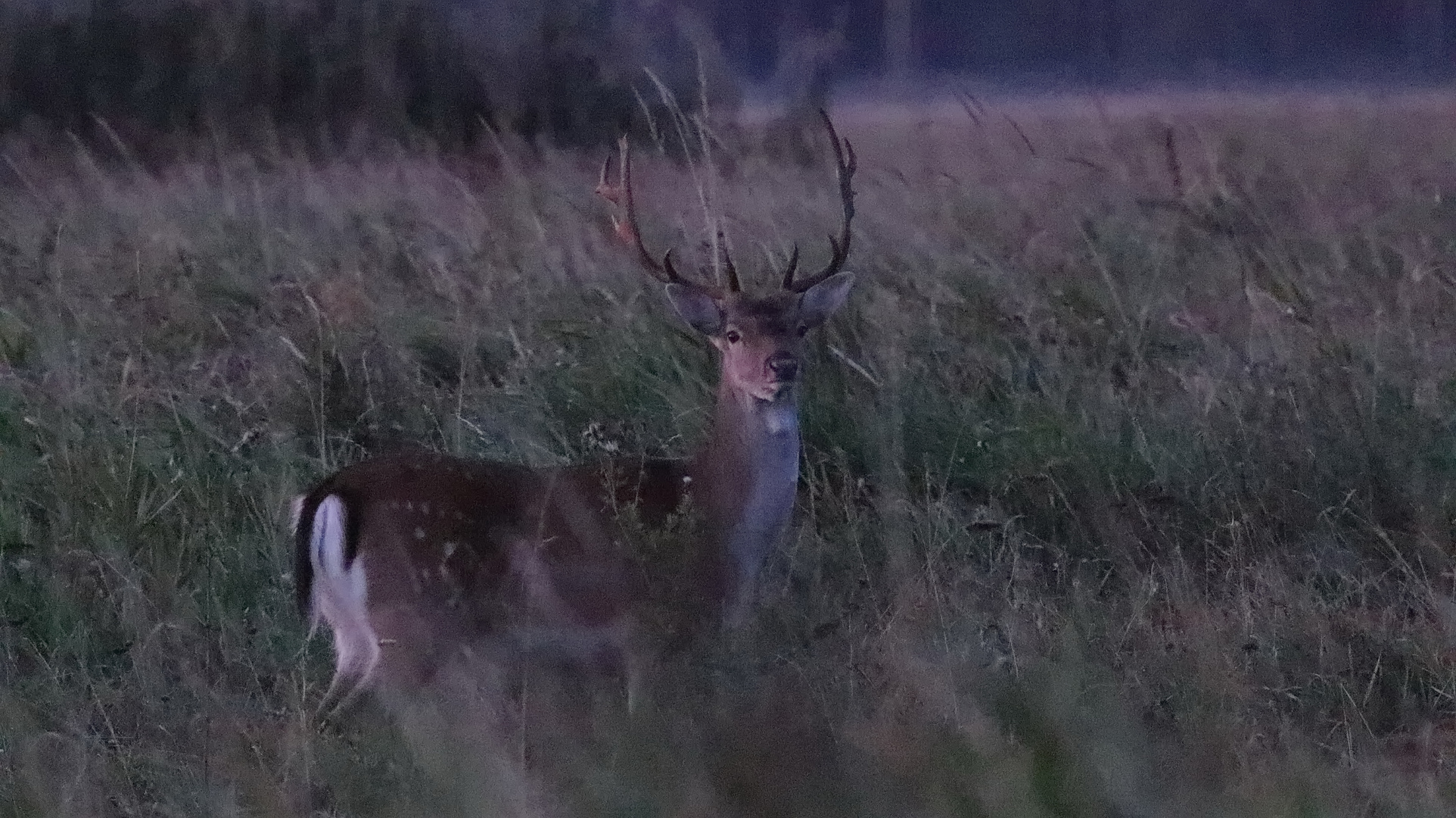 Junger Damhirsch