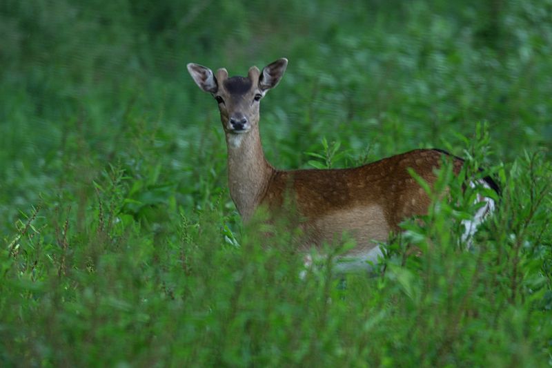 Junger Damhirsch