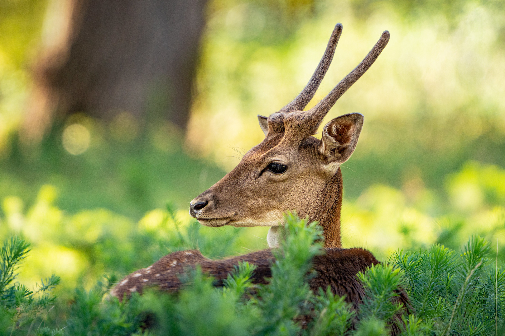 junger Damhirsch