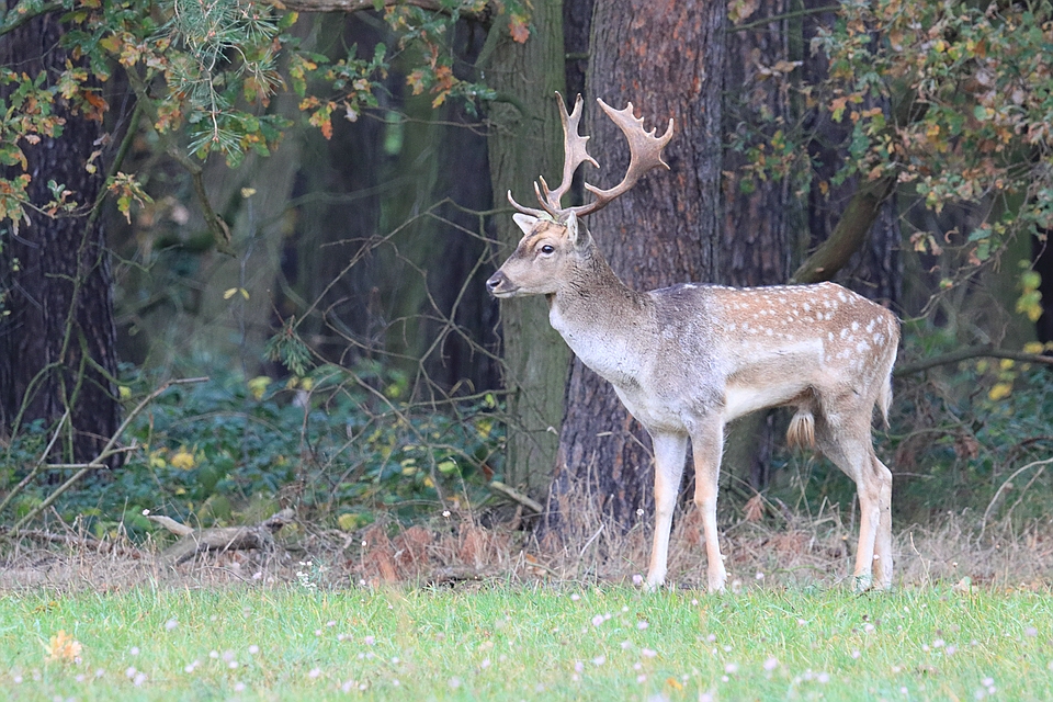 Junger Damhirsch