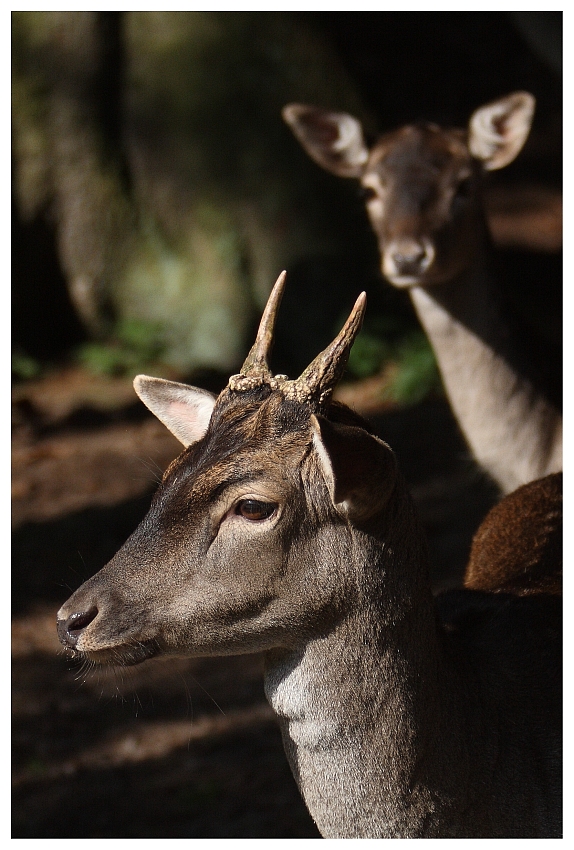 junger Damhirsch