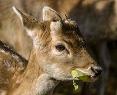 Junger Damhirsch