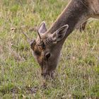 Junger Damhirsch bei der Äsung