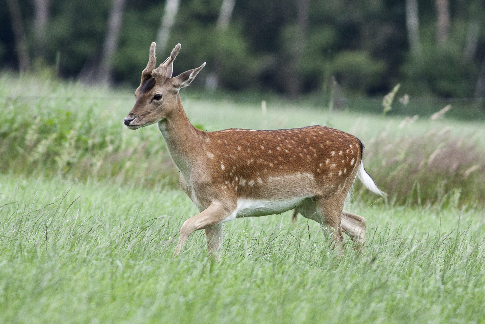 junger Damhirsch die 2.