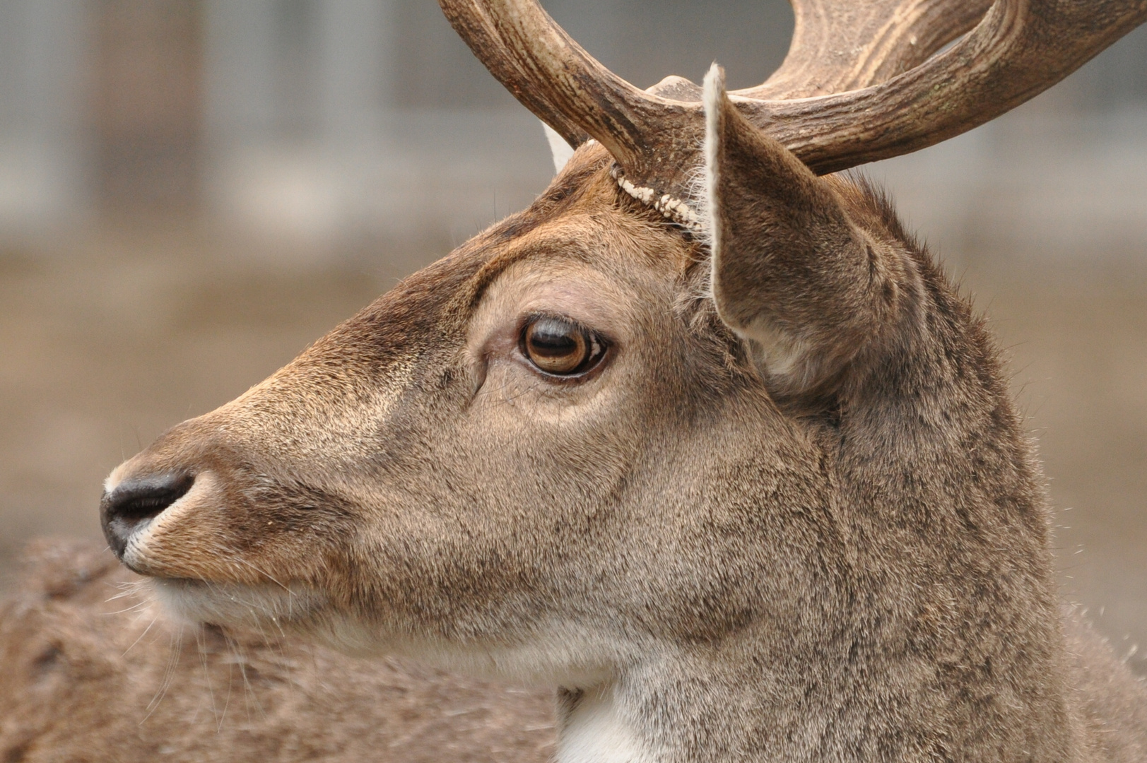 Junger Damhirsch