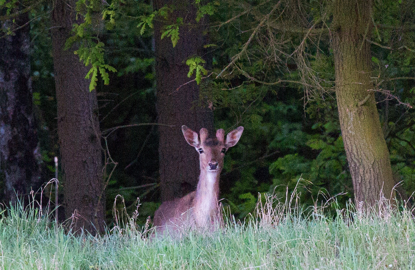 junger Damhirsch im Unterholz