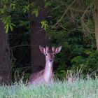 junger Damhirsch im Unterholz