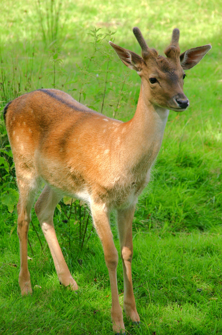 Junger Damhirsch Sababurg (Hofgeismar)