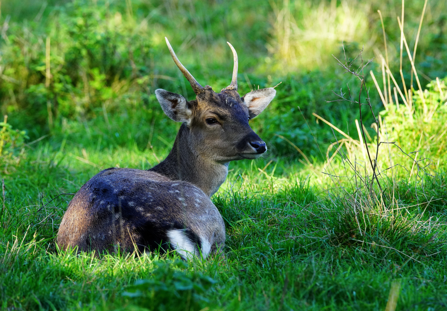 Junger Dammhirsch.