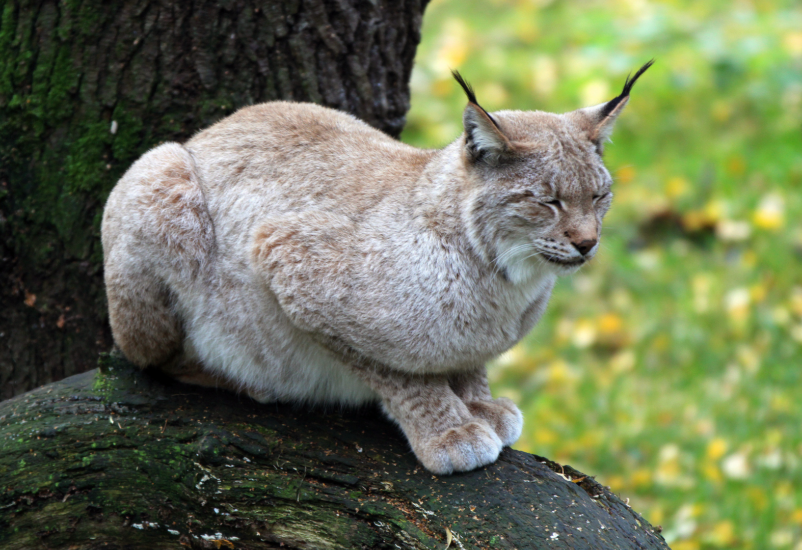 Junger dösender Luchs...