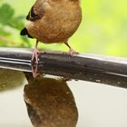 Junger Dompfaff mit Spiegelbild