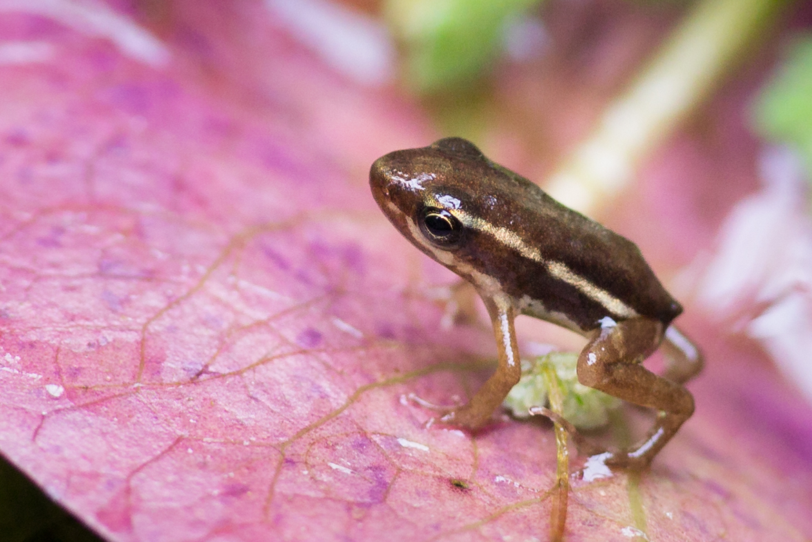 Junger Dreistreifenbaumsteigerfrosch