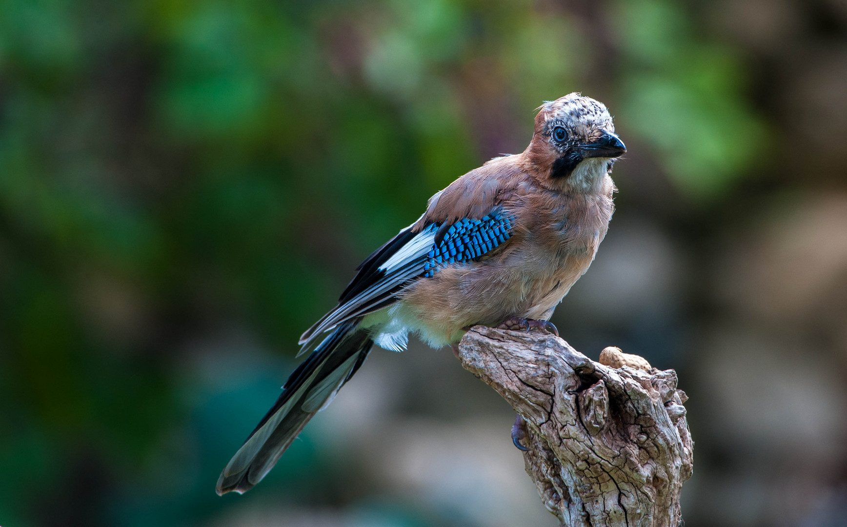 junger Eichelhäher bei uns im Garten Foto &amp; Bild Bilder