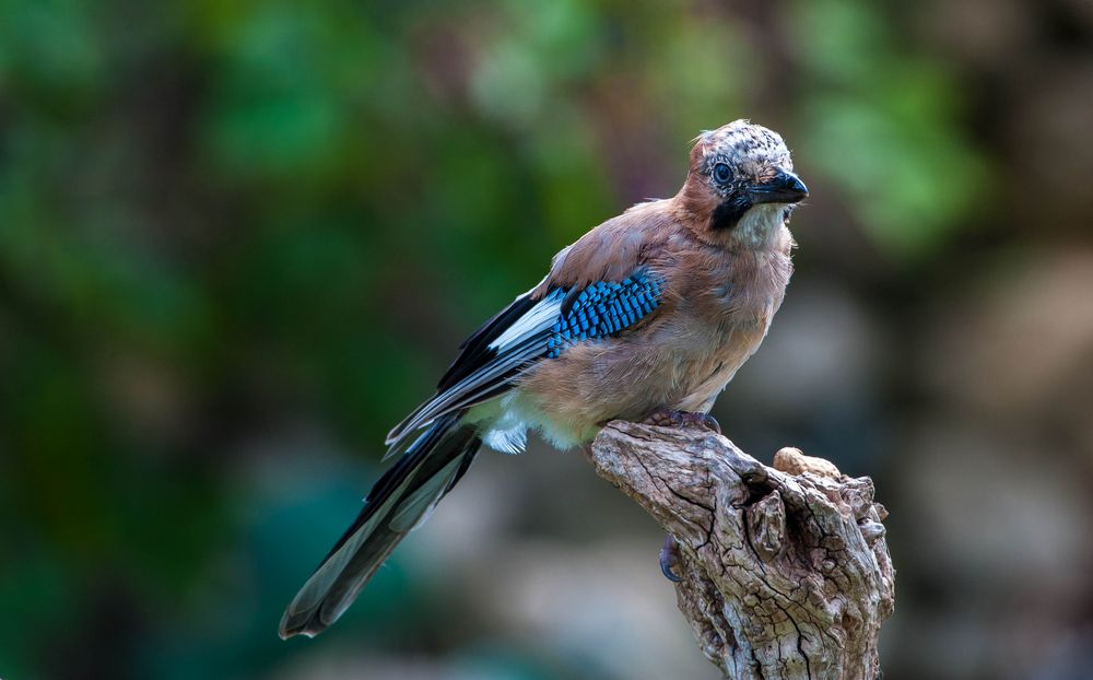 junger Eichelhäher bei uns im Garten Foto & Bild Bilder auf