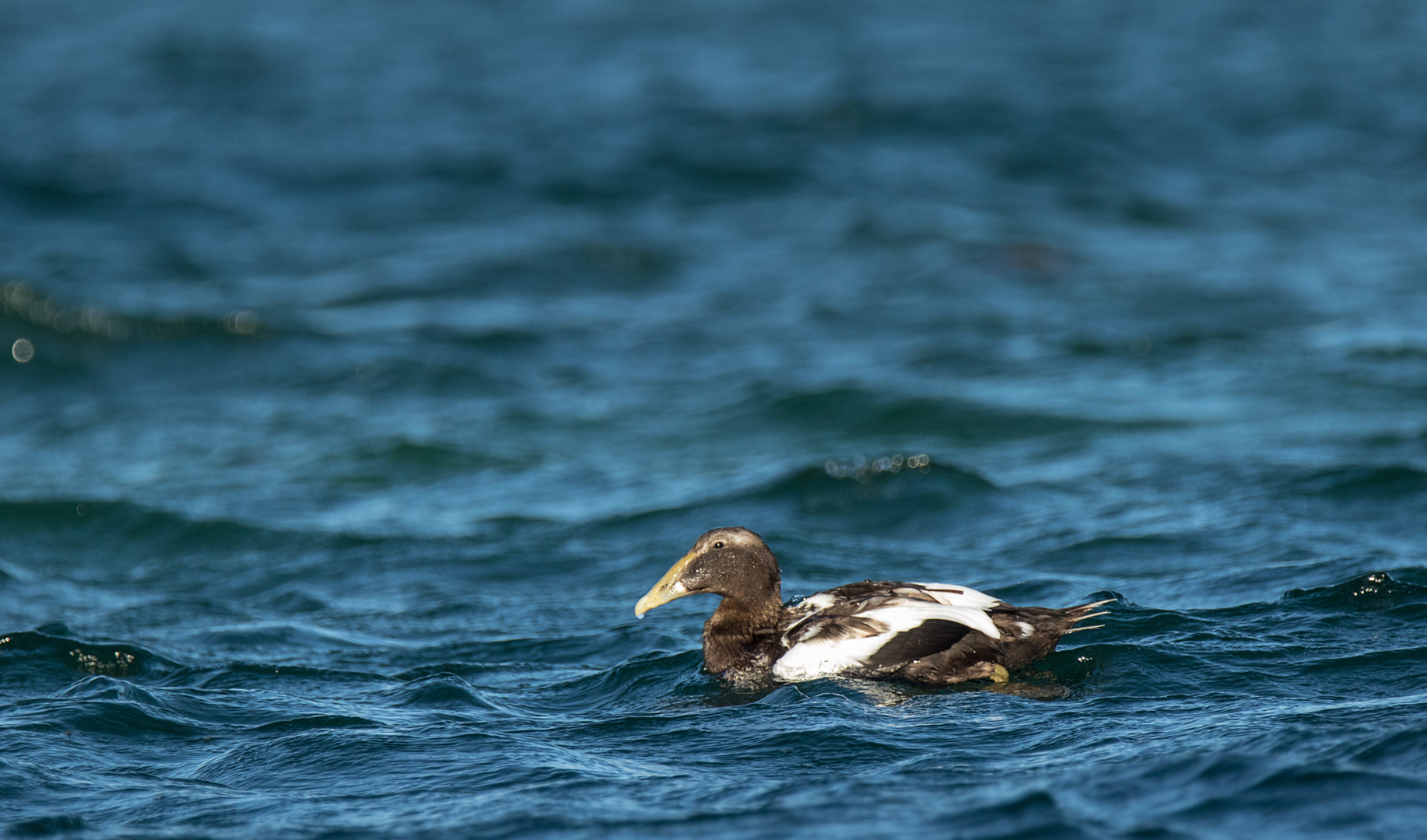 junger Eider-Erpel