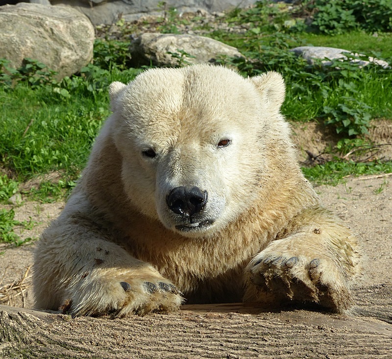 Junger Eisbär